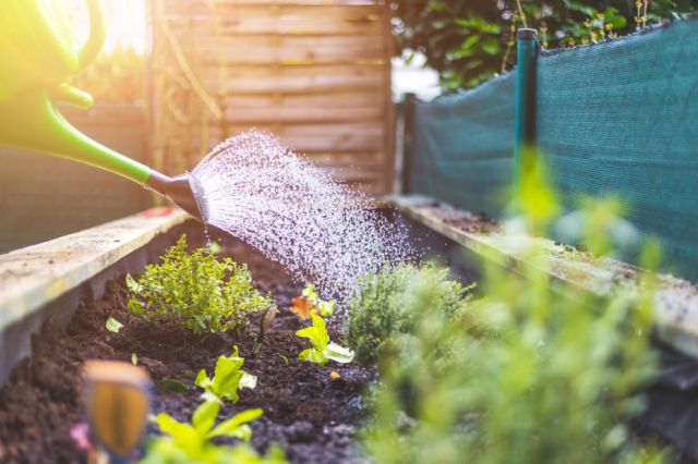 Watering plants in the backyard