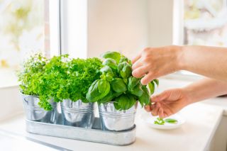 Close up woman's hand picking leaves of basil greenery.