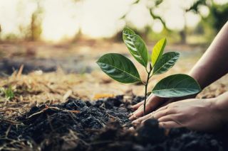 Plantation d'un arbre dans un jardin